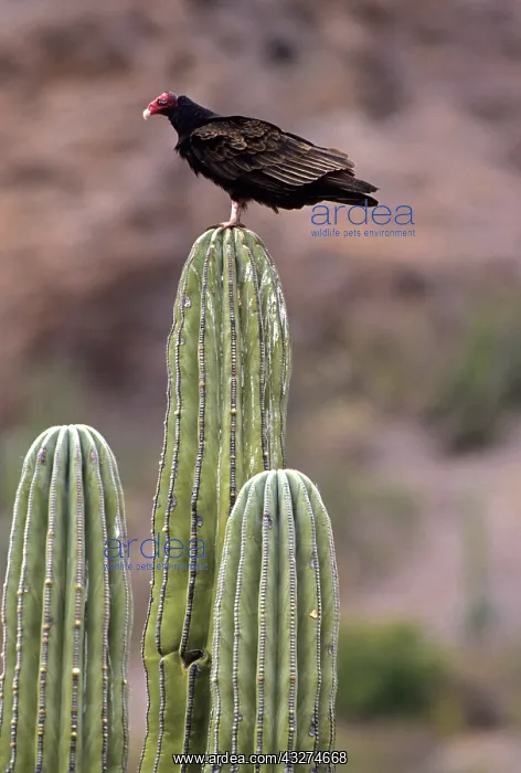 : Turkey Vulture on Cardon Cactus (Cathartes aura) - Mexico -R : Turkey Vulture on Cardon Cactus (Cathartes aura) - Mexico -R