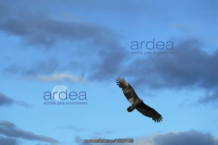 : Turkey Vulture (Cathartes aura) : Turkey Vulture (Cathartes aura)