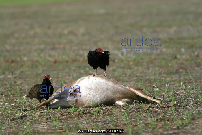 : Turkey Vulture (Cathartes aura) : Turkey Vulture (Cathartes aura)