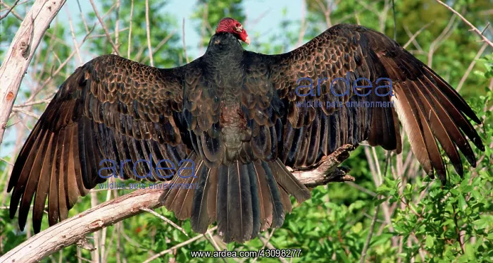 : Turkey Vulture (Cathartes aura) : Turkey Vulture (Cathartes aura)