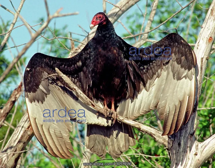 : Turkey Vulture (Cathartes aura) : Turkey Vulture (Cathartes aura)