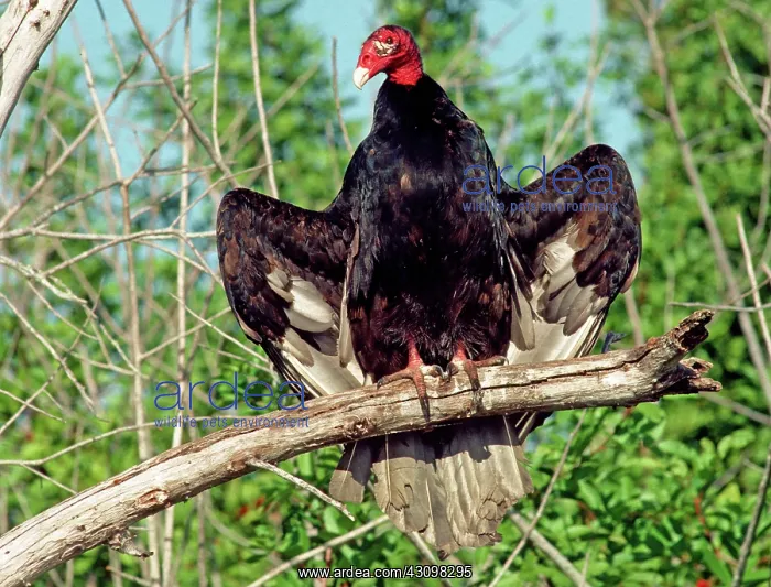 : Turkey Vulture (Cathartes aura) : Turkey Vulture (Cathartes aura)