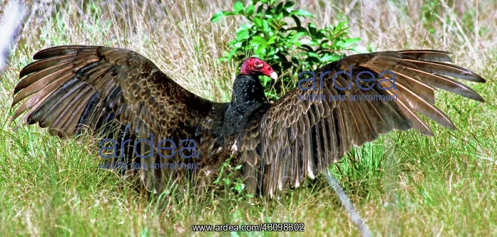 : Turkey Vulture (Cathartes aura) : Turkey Vulture (Cathartes aura)