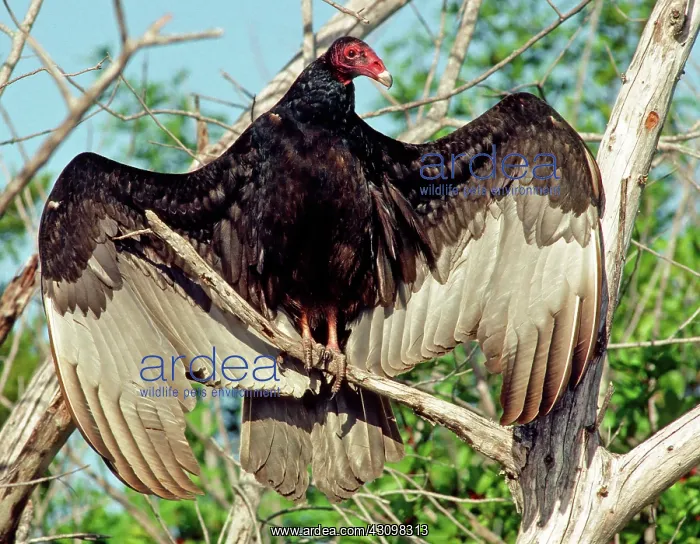 : Turkey Vulture (Cathartes aura) : Turkey Vulture (Cathartes aura)