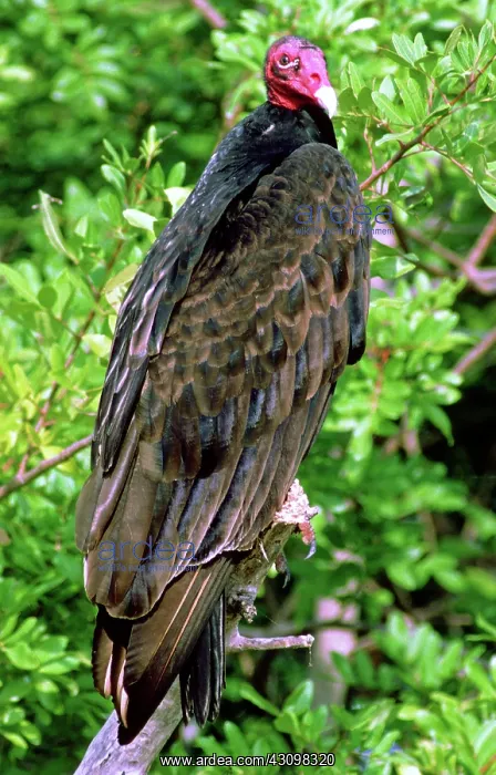 : Turkey Vulture (Cathartes aura) : Turkey Vulture (Cathartes aura)