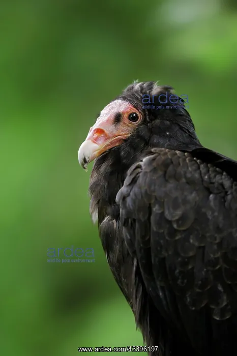 : Turkey vulture (Cathartes aura), portrait, Everglades : Turkey vulture (Cathartes aura), portrait, Everglades