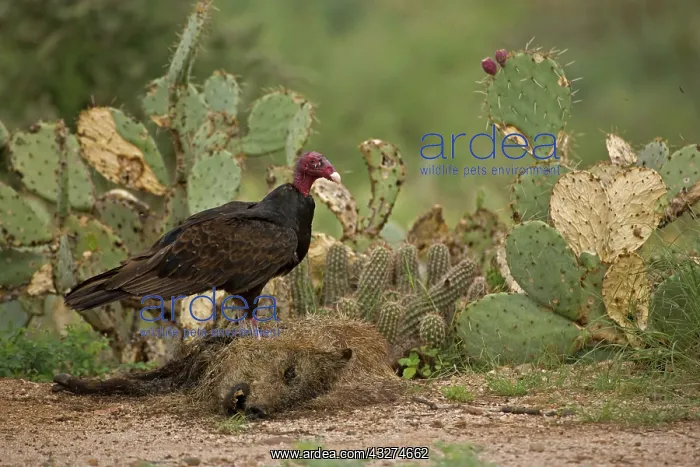 : Turkey Vulture (Cathartes aura) - On javelina (Tayassu tajac : Turkey Vulture (Cathartes aura) - On javelina (Tayassu tajac