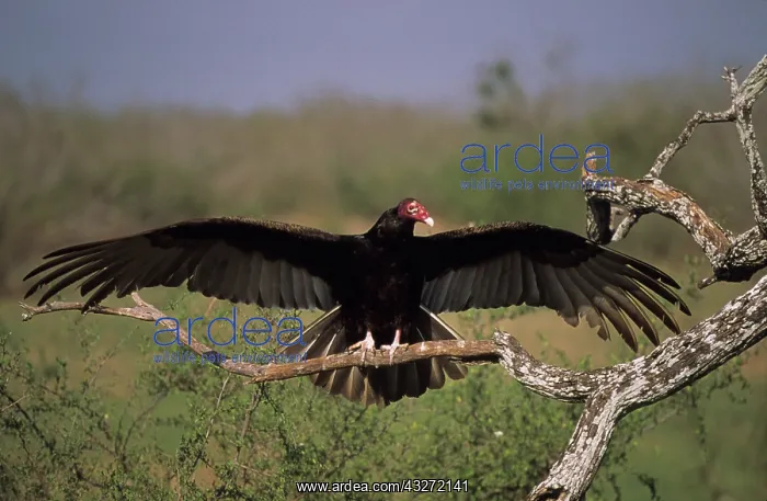 : Turkey Vulture (Cathartes aura) - Range is southern United S : Turkey Vulture (Cathartes aura) - Range is southern United S