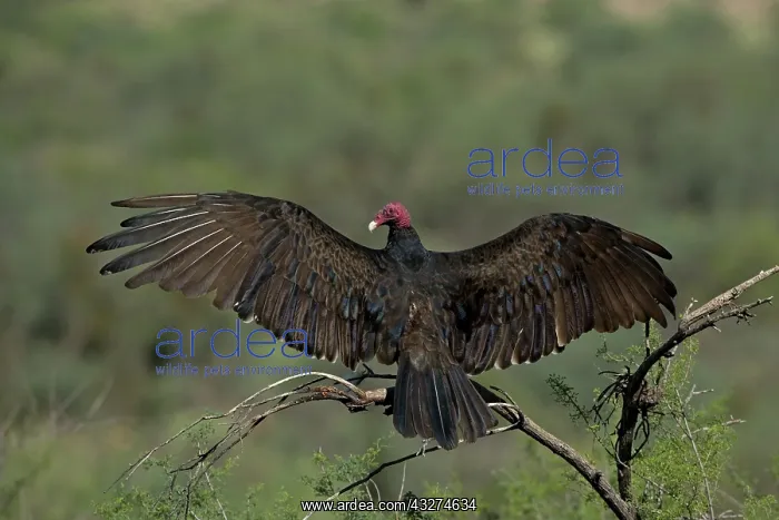 : Turkey Vulture (Cathartes aura) - Range is southern United S : Turkey Vulture (Cathartes aura) - Range is southern United S