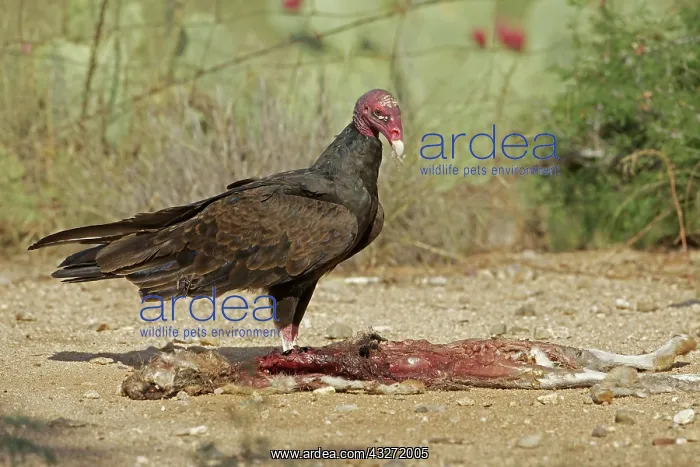 : Turkey Vulture - Cathartes aura - Sonoran desert - Arizona : Turkey Vulture - Cathartes aura - Sonoran desert - Arizona