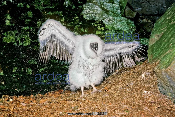 : Turkey Vulture - chick just outside of nest cave : Turkey Vulture - chick just outside of nest cave