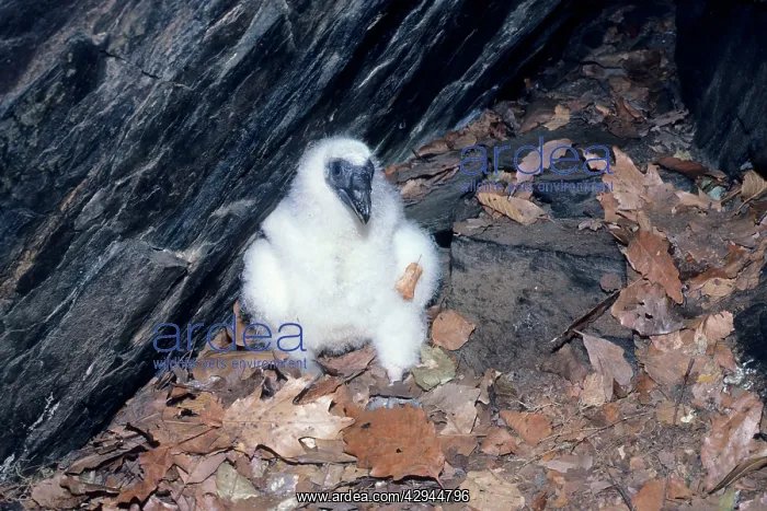: Turkey Vulture - chick at nest cave : Turkey Vulture - chick at nest cave