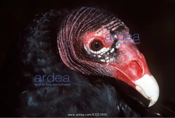 : TURKEY VULTURE - close-up of head : TURKEY VULTURE - close-up of head