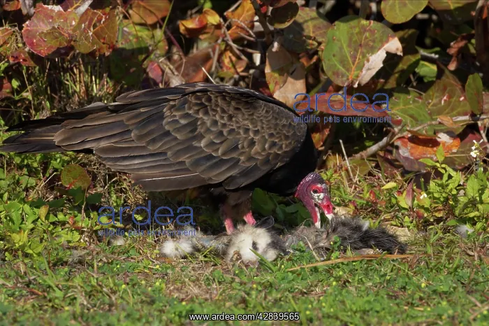 : Turkey Vulture with dead raccoon : Turkey Vulture with dead raccoon