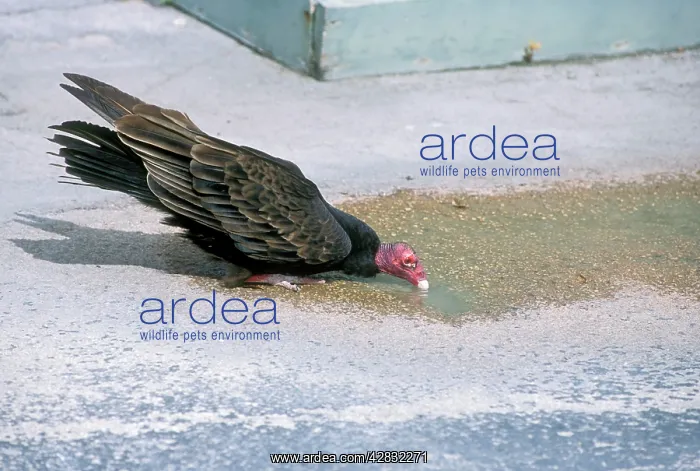  : TURKEY VULTURE - drinking from puddle