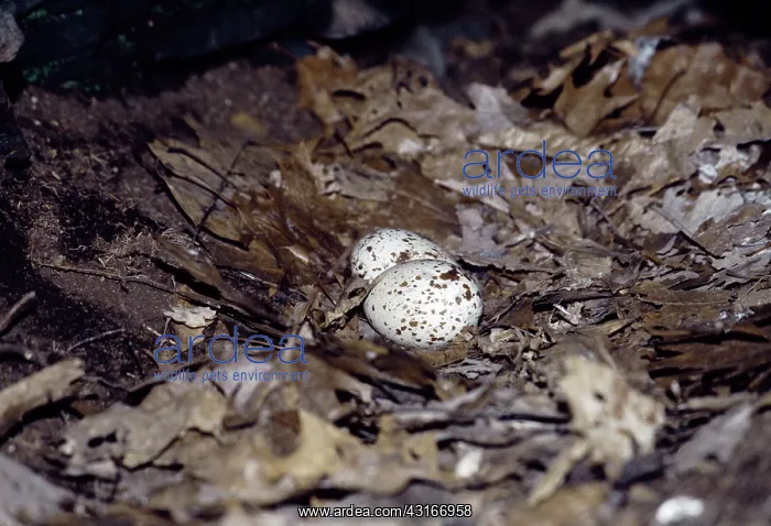 : Turkey Vulture Eggs : Turkey Vulture Eggs