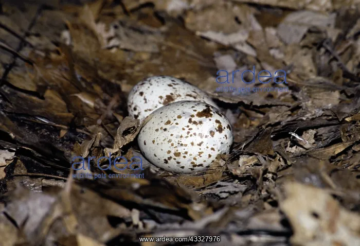 : Turkey Vulture Eggs : Turkey Vulture Eggs