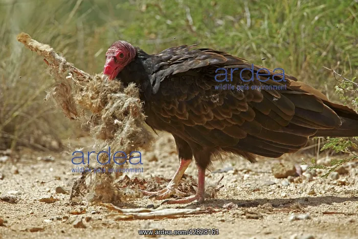 : Turkey Vulture - feeding on Jackrabbit carcass : Turkey Vulture - feeding on Jackrabbit carcass