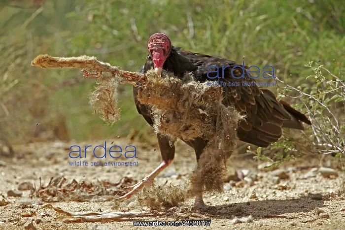 : Turkey Vulture - feeding on Jackrabbit carcass : Turkey Vulture - feeding on Jackrabbit carcass
