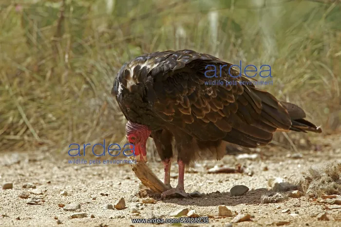 : Turkey Vulture - feeding on Jackrabbit carcass : Turkey Vulture - feeding on Jackrabbit carcass