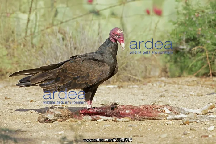  : Turkey Vulture - feeding on jackrabbit carcass