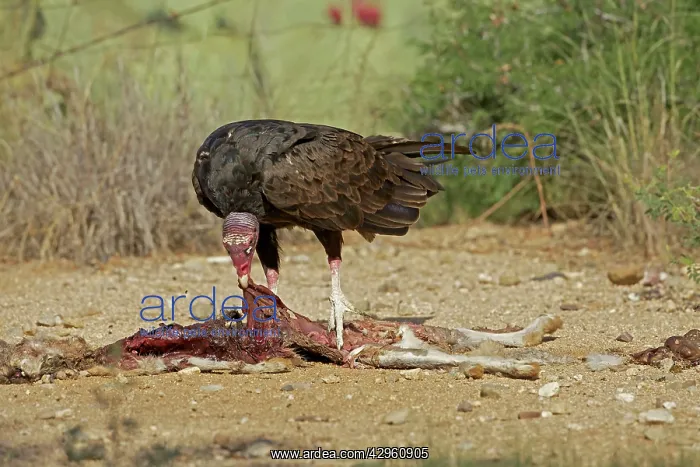 : Turkey Vulture - feeding on jackrabbit carcass : Turkey Vulture - feeding on jackrabbit carcass