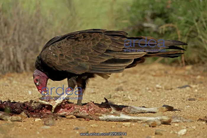 : Turkey Vulture - feeding on jackrabbit carcass : Turkey Vulture - feeding on jackrabbit carcass