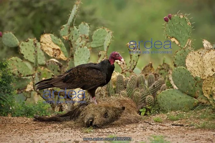 : Turkey Vulture - feeding on javelina (Tayassu tajacu) : Turkey Vulture - feeding on javelina (Tayassu tajacu)