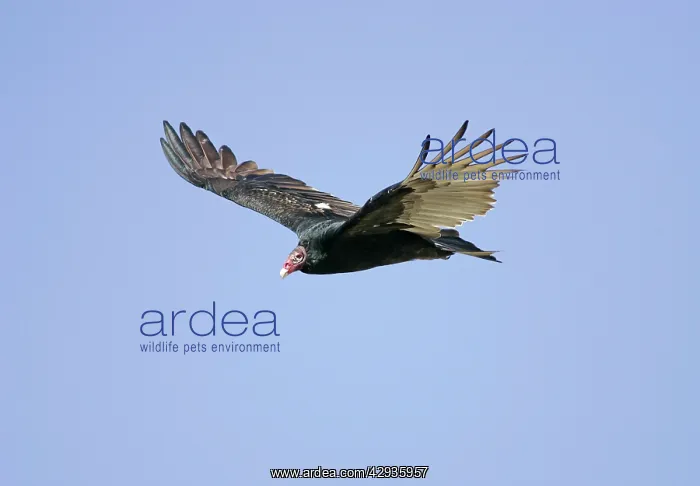 : Turkey Vulture - in flight : Turkey Vulture - in flight