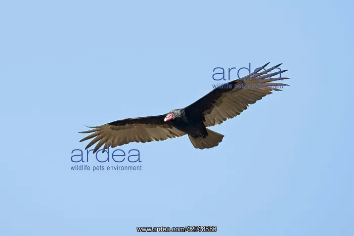 : Turkey Vulture - in flight : Turkey Vulture - in flight