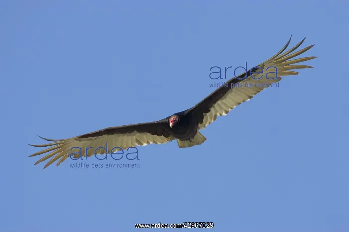 : Turkey Vulture - in flight : Turkey Vulture - in flight