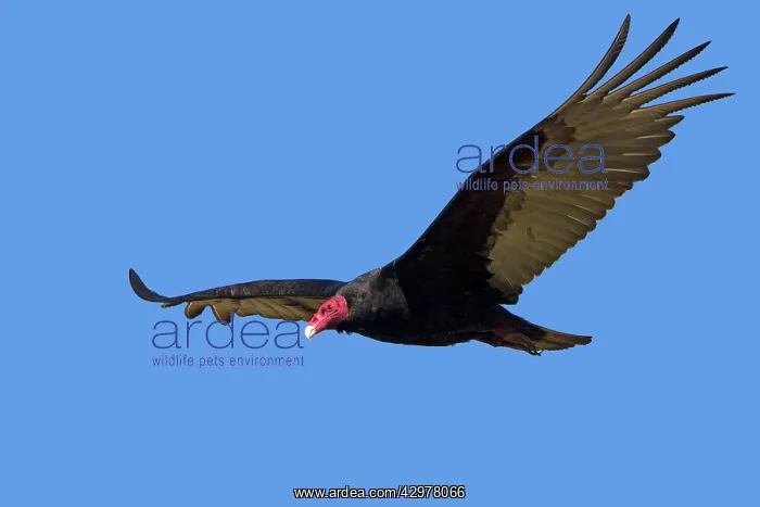 : Turkey Vulture - in flight : Turkey Vulture - in flight