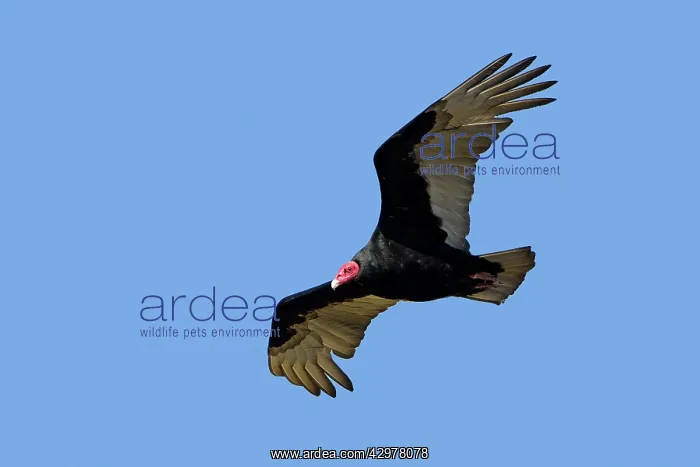 : Turkey Vulture - in flight : Turkey Vulture - in flight