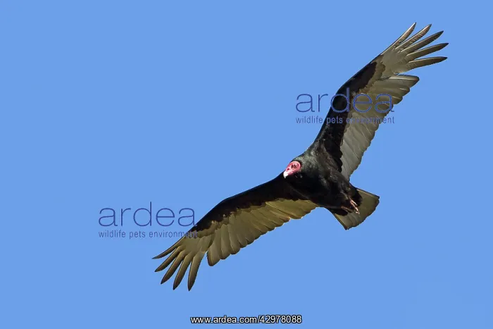 : Turkey Vulture - in flight : Turkey Vulture - in flight