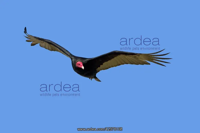 : Turkey Vulture - in flight : Turkey Vulture - in flight