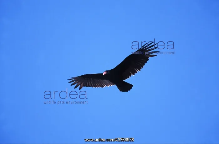 : TURKEY VULTURE - in flight : TURKEY VULTURE - in flight