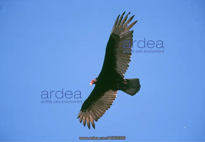 : TURKEY VULTURE - in flight : TURKEY VULTURE - in flight