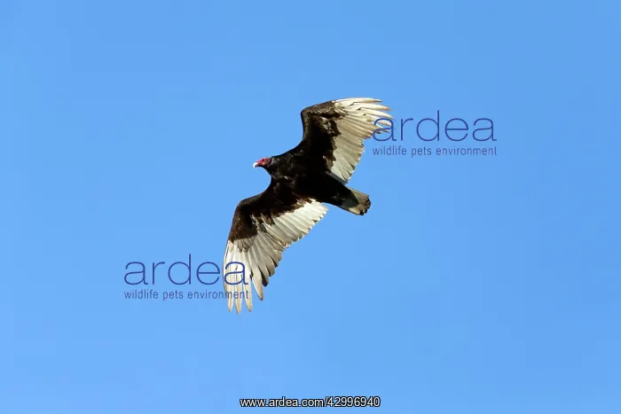 : Turkey Vulture - in flight Grand Teton National : Turkey Vulture - in flight Grand Teton National