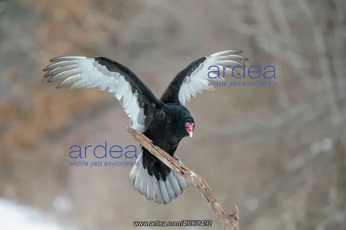 : Turkey Vulture - in flight landing on dead branch : Turkey Vulture - in flight landing on dead branch