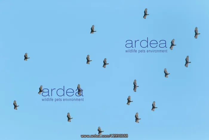 : Turkey Vulture - flock in flight - this is a flock massing u : Turkey Vulture - flock in flight - this is a flock massing u