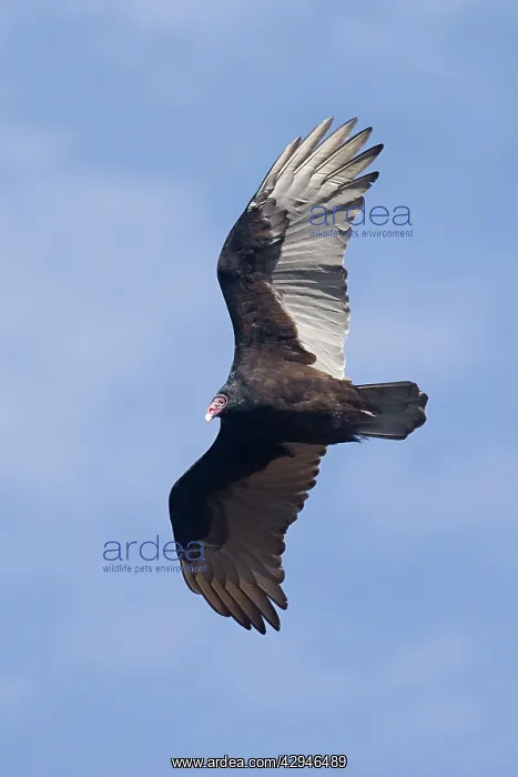 : Turkey Vulture - October : Turkey Vulture - October