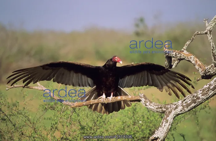 : Turkey Vulture - outstretched wings : Turkey Vulture - outstretched wings