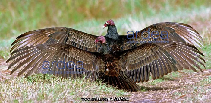 : Turkey Vulture pair (Cathartes aura) : Turkey Vulture pair (Cathartes aura)