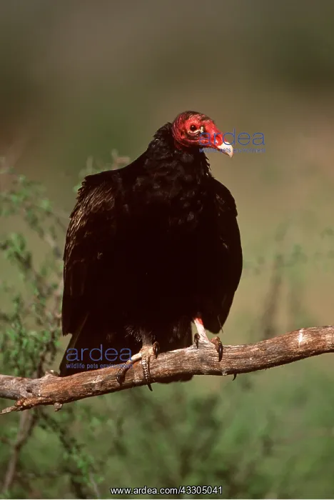 : TURKEY VULTURE - portrait, perched on branch : TURKEY VULTURE - portrait, perched on branch