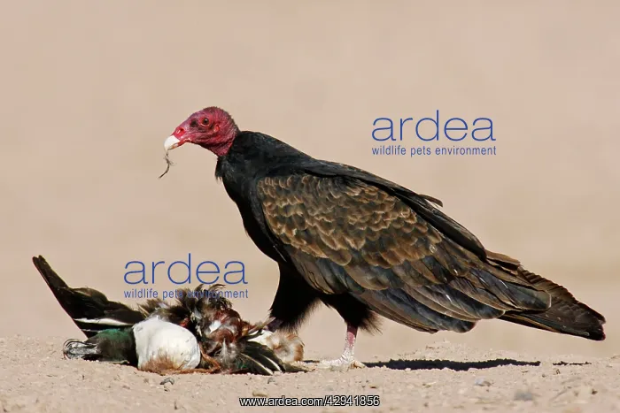 : Turkey Vulture - scavenging : Turkey Vulture - scavenging