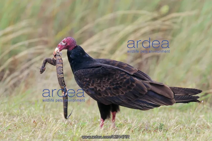 : Turkey Vulture - with snake : Turkey Vulture - with snake