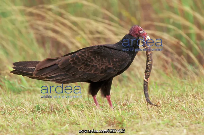 : Turkey VULTURE - snake in beak, side view : Turkey VULTURE - snake in beak, side view