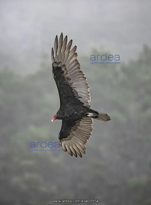 : Turkey vulture spreads its mighty wings while hunting : Turkey vulture spreads its mighty wings while hunting