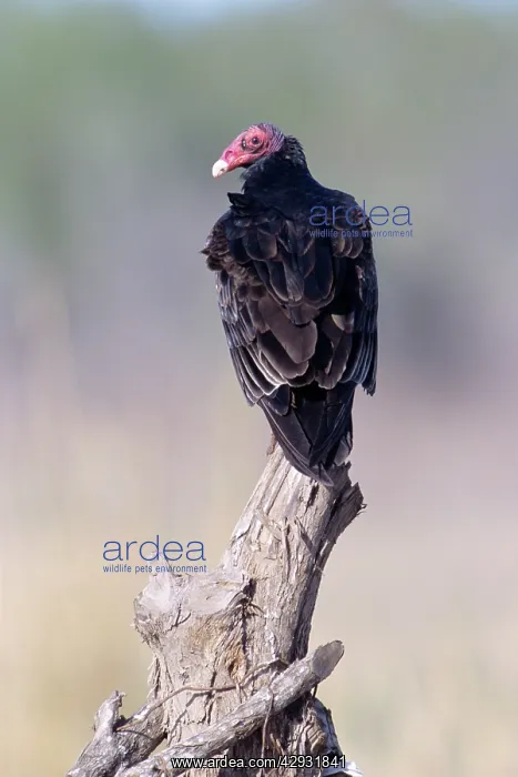 : Turkey Vulture - on stump : Turkey Vulture - on stump