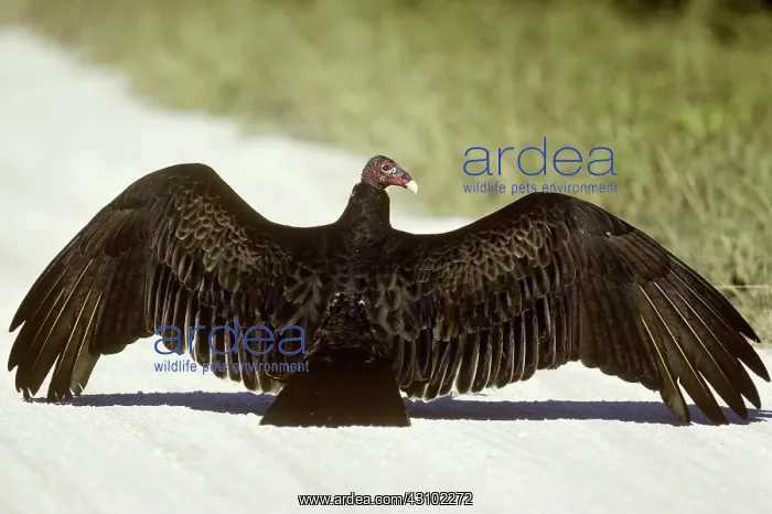 : Turkey Vulture sunning : Turkey Vulture sunning